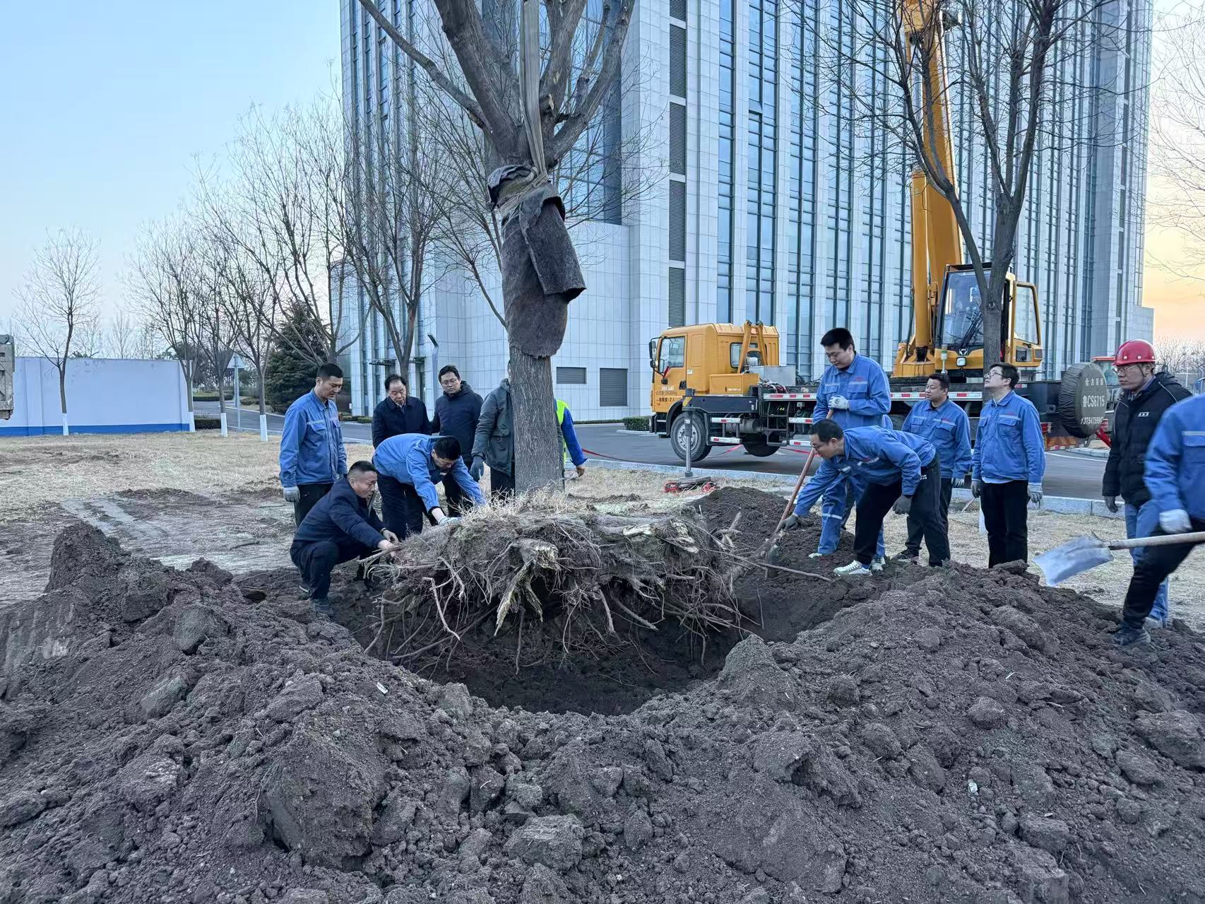2025年3月1日28圈干部职工合力栽下新春第一树